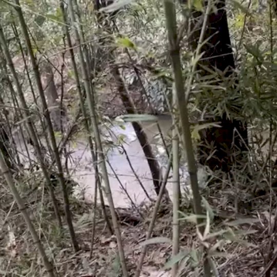 Corpo em decomposição é encontrado às margens de córrego