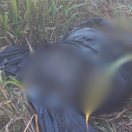 Corpo encontrado carbonizado em matagal era de idoso de 68 anos