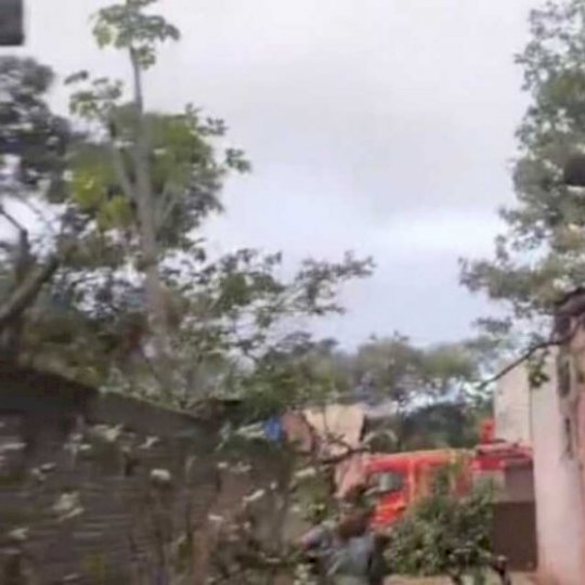 Árvore cai e compromete estrutura de casa em Corumbá