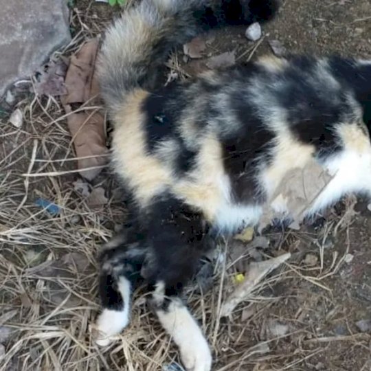 Polícia prende homem acusado de matar gato com alicate no MS
