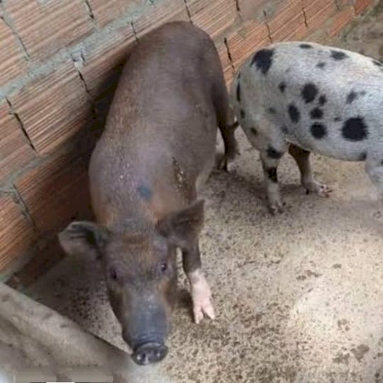 Produtor denuncia furto de porcos em chácara no distrito de Rio Brilhante