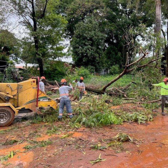 Prefeitura para licitação para podas de árvores em meio a alertas de tempestades