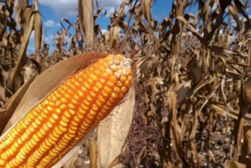 MS inicia colheita do milho e risco de impacto das geadas diminui