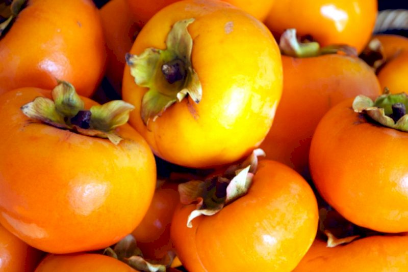 Brasil amplia exportações agropecuárias com novas aberturas de mercado na América Latina