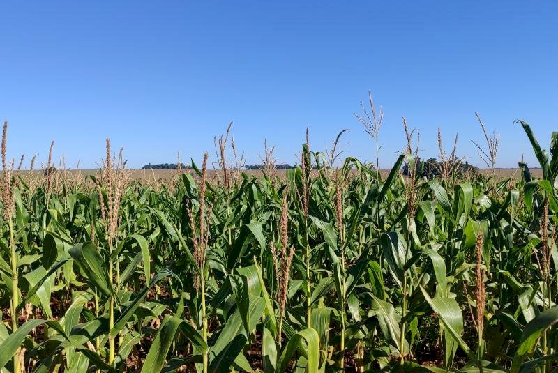Milho segunda safra mantém cenário favorável em Mato Grosso do Sul