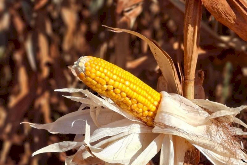 Colheita do milho registra atraso e alcança apenas 0,1% da área cultivada em Mato Grosso do Sul