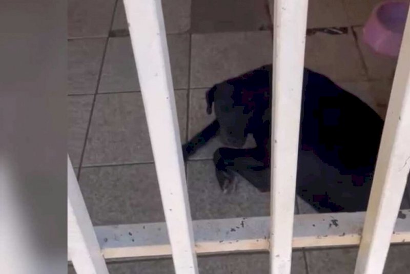 Família se muda e abandona cachorros na casa: 'sobrevivem com a ajuda de vizinhos'