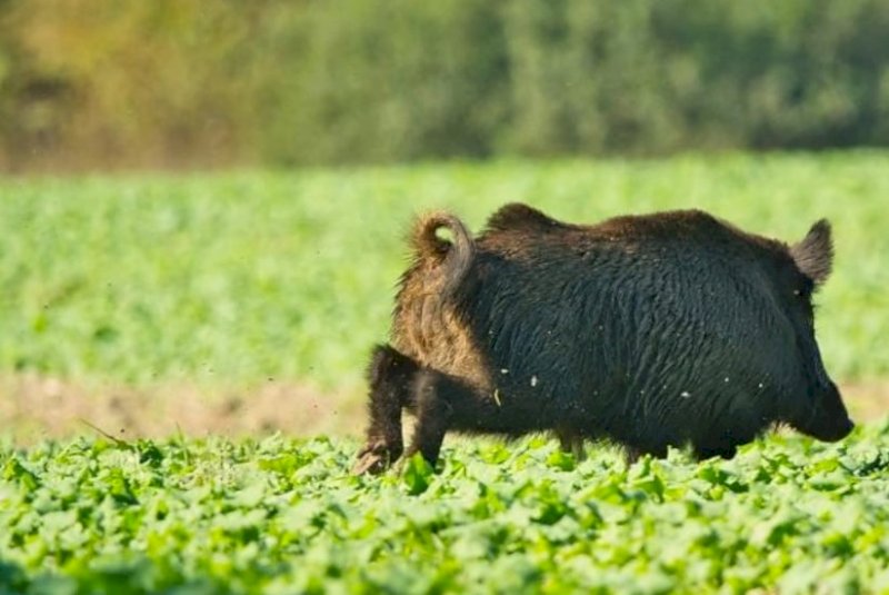 MS aposta em tecnologia para acompanhar e combater javalis no campo