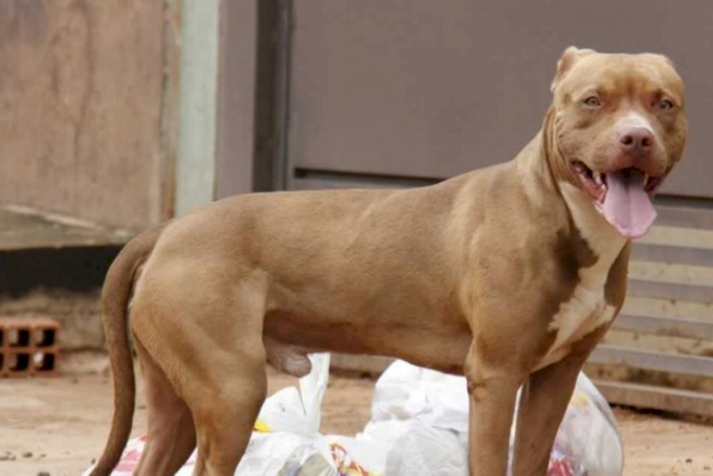 Pitbull invade casa e ataca idosa de 75 anos no MS; tutor foi preso
