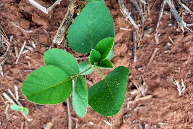 Vazio sanitário da soja já está em vigor em Mato Grosso do Sul