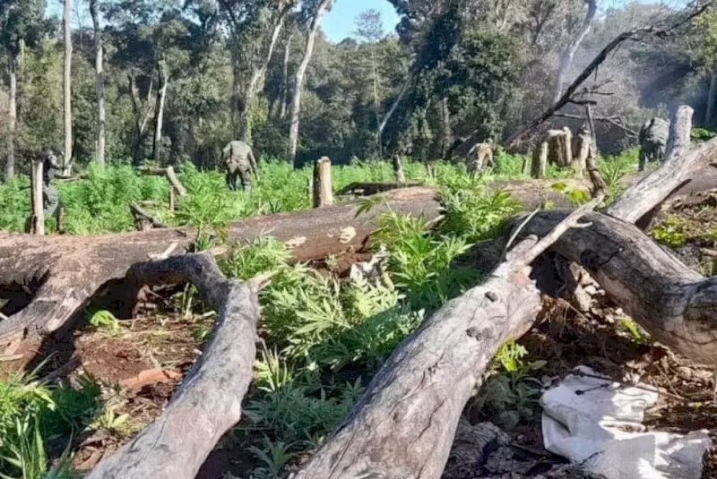 Brasil e Paraguai lançam maior ofensiva contra roças de maconha