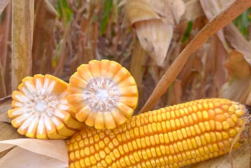 Lavouras de milho mantém bom potencial produtivo em Mato Grosso do Sul; colheita da segunda safra alcança 2,8%