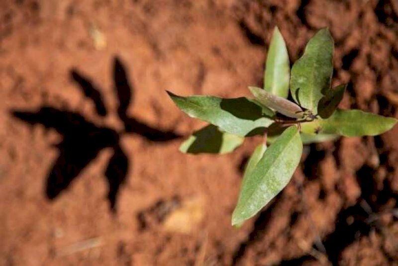 Vale da Celulose inicia produ&ccedil;&atilde;o de eucalipto que consome menos &aacute;gua
