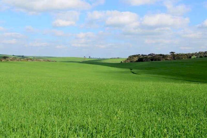 Soja enfrenta El Ni&ntilde;o e produtor precisa se preparar para chuvas irregulares