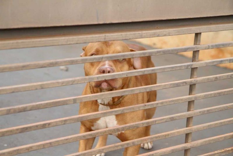 Pitbull avança contra policiais e é m#rto a tiros no MS