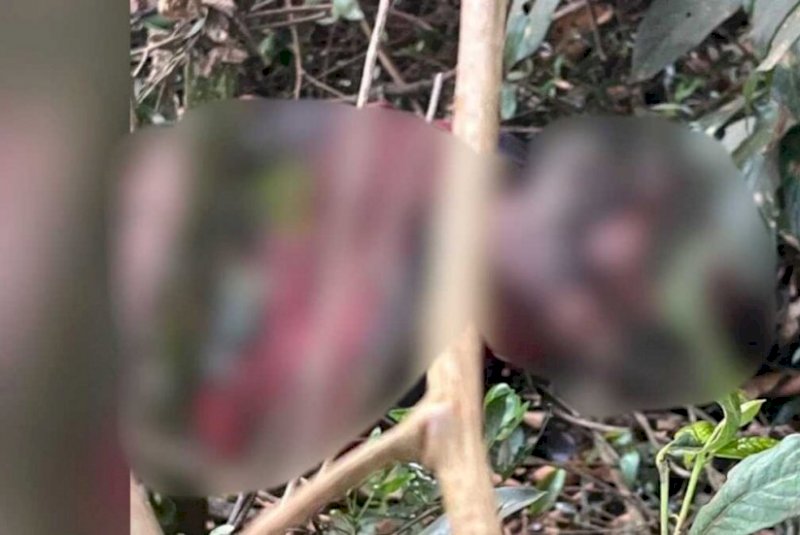 Corpo em avançado estado de decomposição é encontrado em fazenda em Caarapó