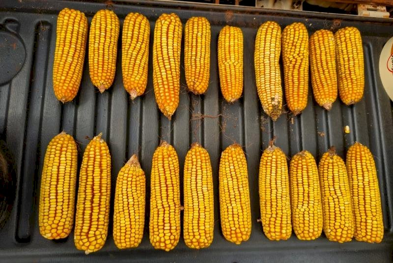 Colheita do milho ganha ritmo e entra na fase mais intensa em Mato Grosso do Sul