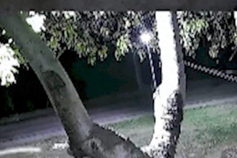 On&ccedil;a ataca cachorro perto de escolas e preocupa moradores
