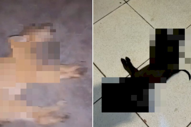 Onze animais são mortos em Dourados por suspeita de envenenamento 