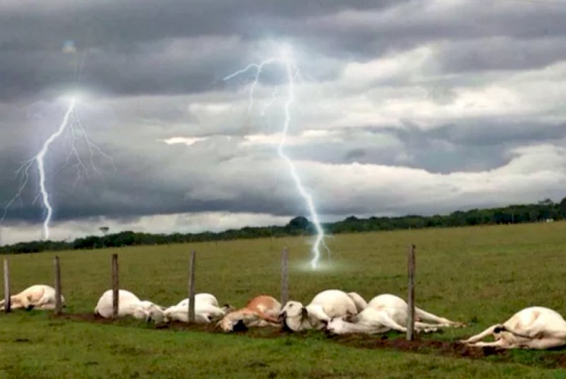 Gado morre durante temporal na zona rural de Glória de Dourados
