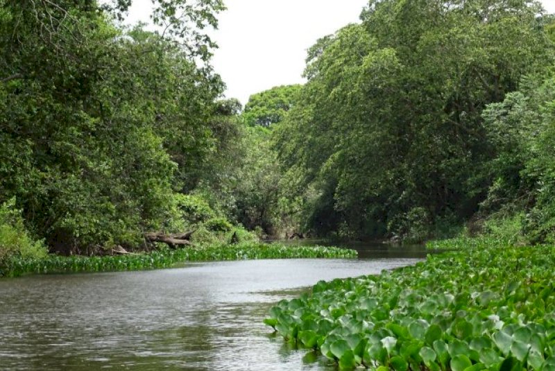 Em 40 anos, lavouras avan&ccedil;am e vegeta&ccedil;&atilde;o nativa diminui na Mata Atl&acirc;ntica de MS