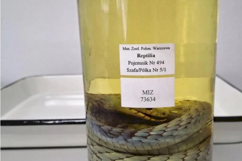 Mamba-verde “fantasma' reaparece após mais de 100 anos