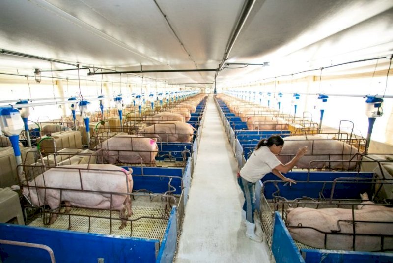 Suinocultura cresce e setor busca caminhos para atrair e reter profissionais