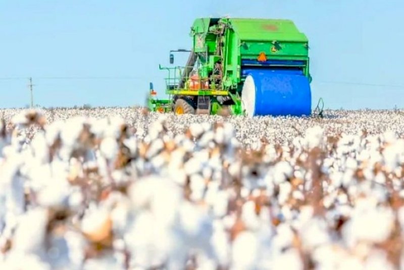 Mercado de algodão perde ritmo com baixa demanda por novos negócios
