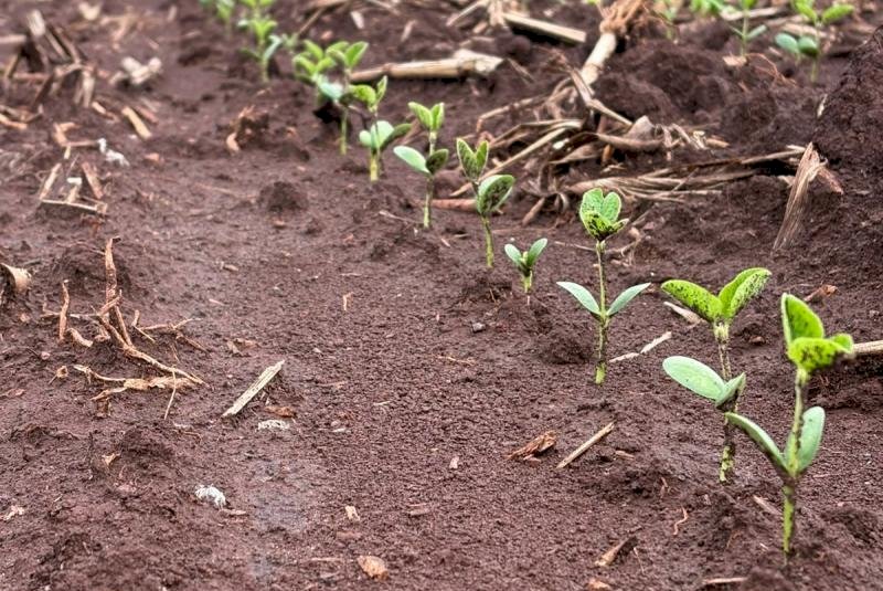 Chuva atrasa avanço do plantio da soja em Mato Grosso do Sul
