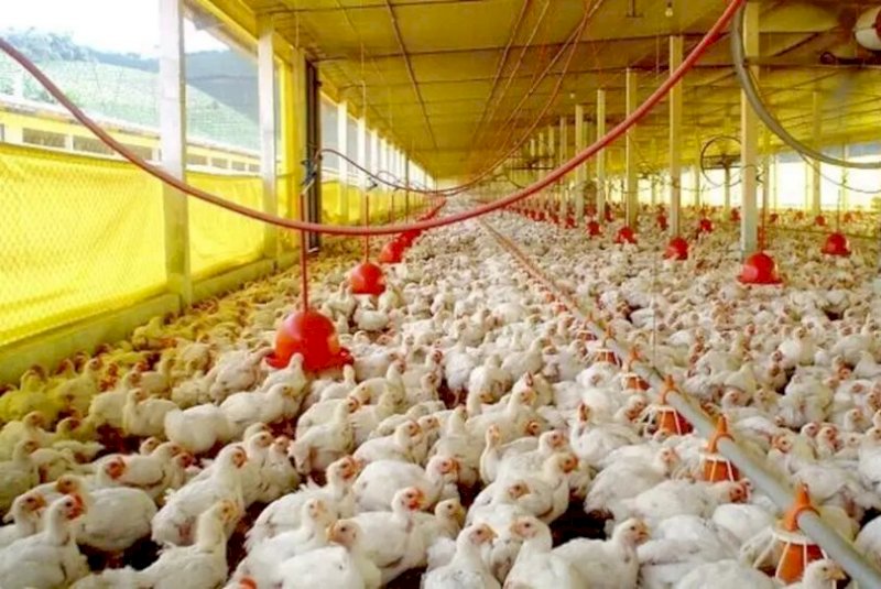 Caarapó supera 1 milhão de galináceos e aparece entre os maiores efetivos de MS