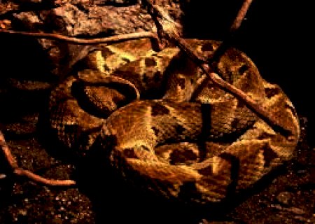 Veneno de serpente tem proteínas com potencial farmacológico