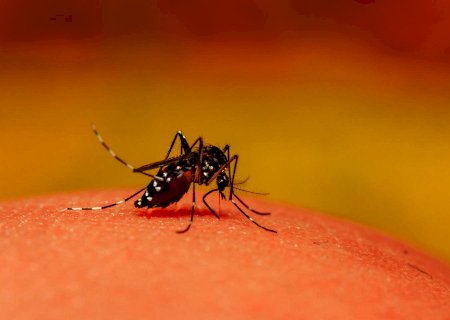 MS tem 240 notificações por Dengue em apenas 7 dias