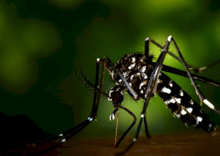 Com alta incidência nos 79 municípios, MS tem mais de 72,7 mil notificações de dengue