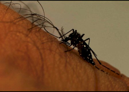 Período de chuvas exige atenção especial no combate ao Aedes aegypti