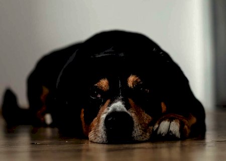 Maioria dos casos de leishmaniose visceral canina da América do Sul ocorrem no Brasil
