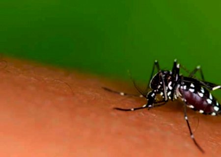 Segue para san&ccedil;&atilde;o do governador Plano de Conting&ecirc;ncia contra mosquito