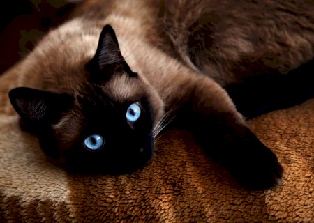 Pesquisa da UFMS confirma primeiros casos de Covid-19 em cão e gato de Campo Grande