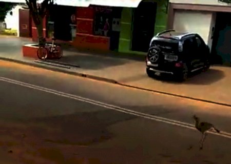 Seriema 'passeia' pelo centro de Itaporã e surpreende moradores (video)