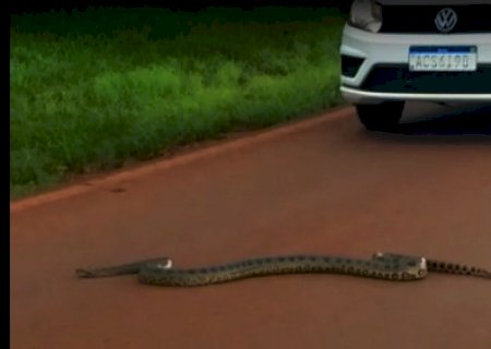 Sucuri é flagrada cruzando Rodovia em Itaporã (Vídeo)