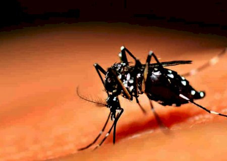 Mais cinco cidades registram casos de chikungunya em MS