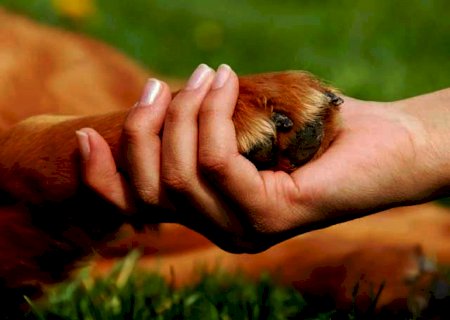 Projeto prevê 'Dia do Protetor da Causa Animal' no MS