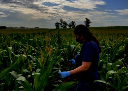 Milho: Rio Grande do Sul monitora surgimento de cigarrinhas