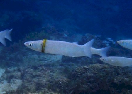 Mergulhadora encontra peixe preso em aliança de 5 mil reais