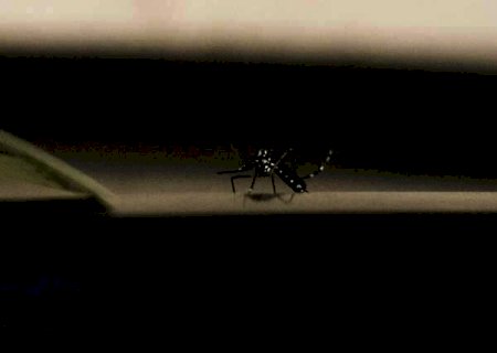 Dengue faz mais uma v&iacute;tima e n&uacute;mero de mortes chega a 8 em MS