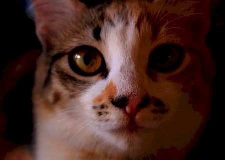 Rússia produz primeiro lote de vacina contra covid para animais