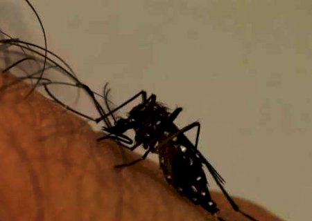 Em 1 semana, MS confirma morte e 400 casos de dengue