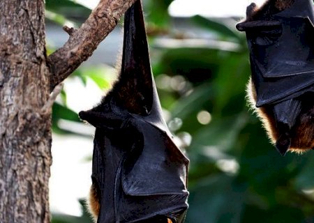 Maioria das doenças infecciosas tem origem em animais selvagens, diz estudo