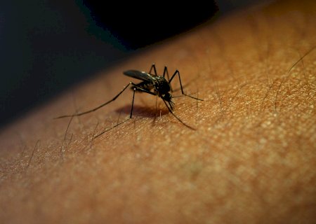 Bactéria vira esperança em luta contra dengue