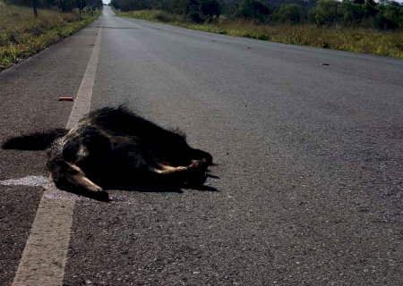 Com m&eacute;dia de 50 mortes por m&ecirc;s, projeto quer frear atropelamento de animais