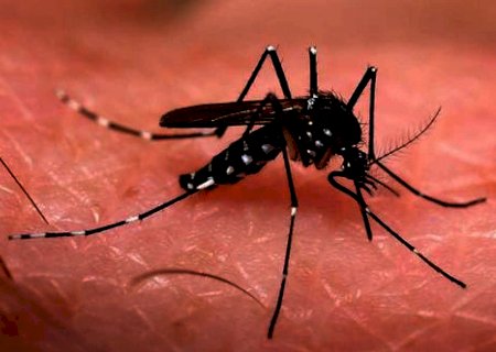 MS confirma mais de 150 novos casos de dengue em uma semana